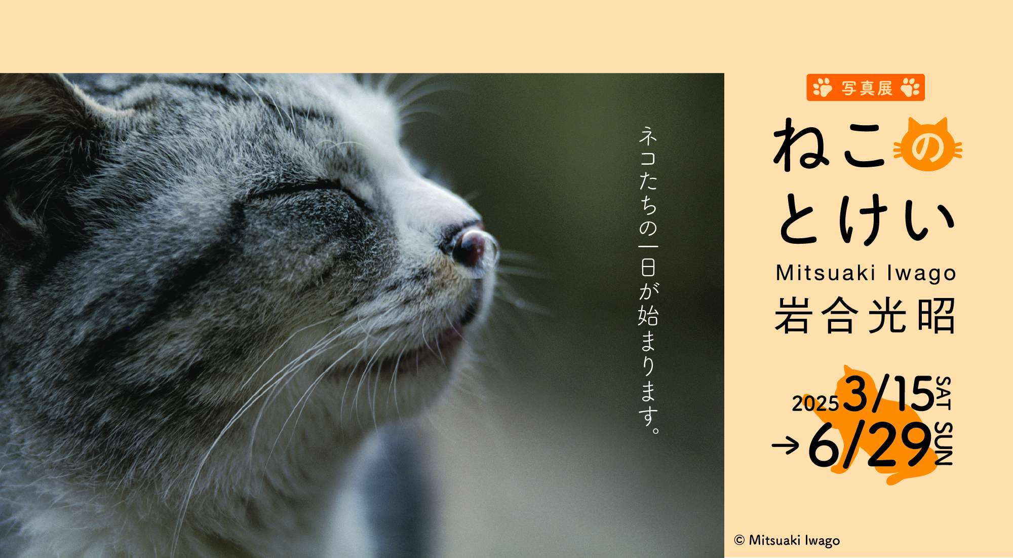 岩合光昭写真展「ねこのとけい」